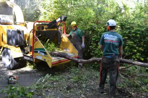 tree services Island Lake